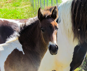 L'élévage de poneys