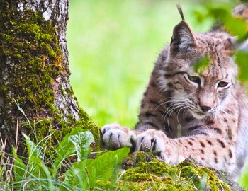 PARC ANIMALIER DE GRAMAT (52 kms) 